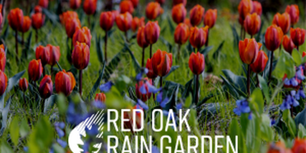 flowers in the rain garden